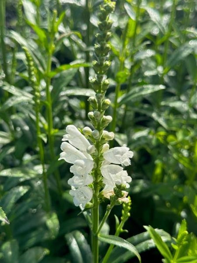Physostegia Miss Manners Obedient Plant Image Credit: Millgrove Perennials