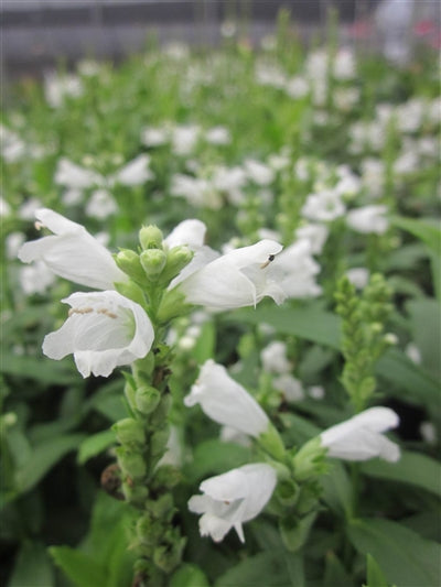 Physostegia Miss Manners Obedient Plant 3 Image Credit: Millgrove Perennials