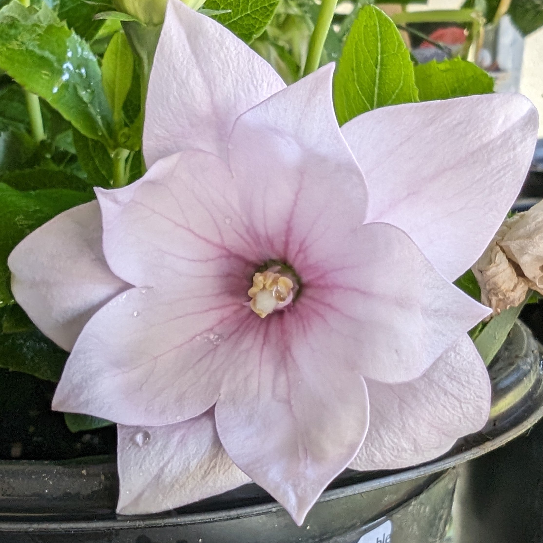 Platycodon grandiflorus Astra Semi-Double Pink Balloon Flower Image Credit: Chaz Morenz 20240618