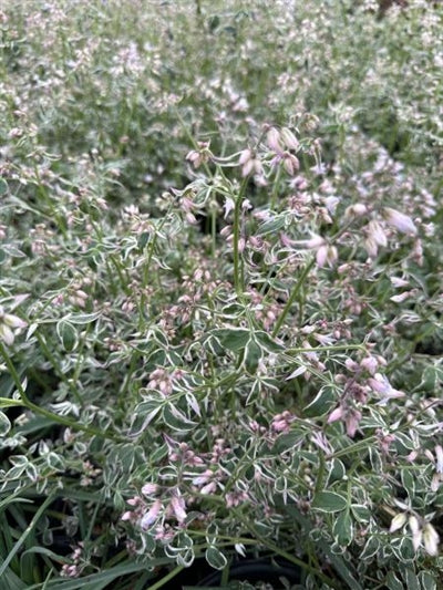 Polemonium Touch of Class Jacob's Ladder Image Credit: Millgrove Perennials