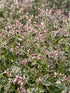 Polemonium Touch of Class Jacob's Ladder 2 Image Credit: Millgrove Perennials