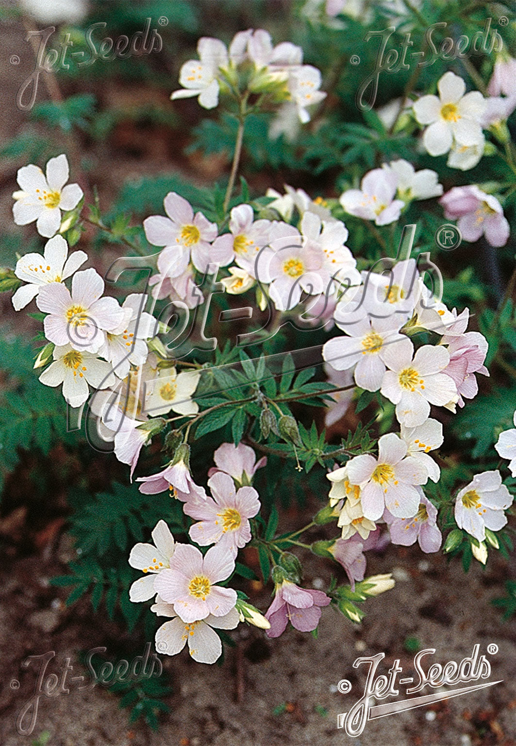 Polemonium carneum Apricot Delight Jacob's Ladder image credit: Jelitto Seed