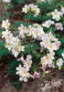 Polemonium carneum Apricot Delight Jacob's Ladder image credit: Jelitto Seed