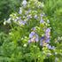 Polemonium Heavenly Habit Jacob's Ladder Image Credit: Millgrove Perennials