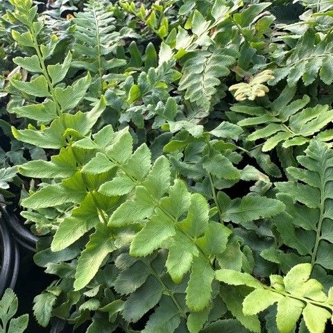 Polystichum acrostichoides Christmas Fern Image Credit: Millgrove Perennials