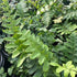 Polystichum acrostichoides Christmas Fern Image Credit: Millgrove Perennials