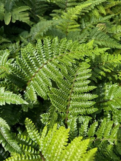 Polystichum polyblepharum Tassel Fern Image Credit: Millgrove Perennials