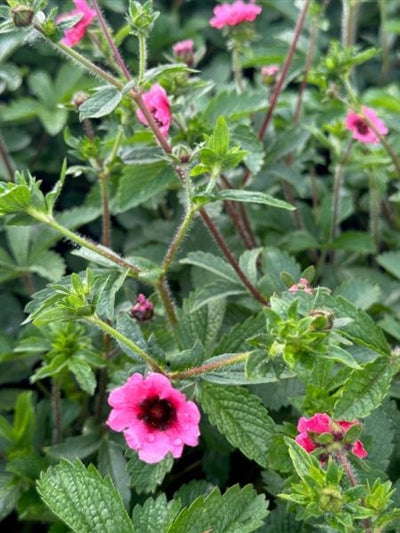 Potentilla Miss Willmott Cinquefoil Image Credit: Millgrove Perennials