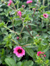 Potentilla Miss Willmott Cinquefoil Image Credit: Millgrove Perennials