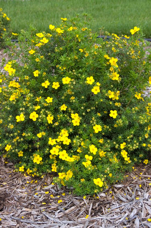 Potentilla fruticosa Goldfinger Cinquefoil Image Credit: NVK Nurseries