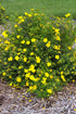 Potentilla fruticosa Goldfinger Cinquefoil Image Credit: NVK Nurseries