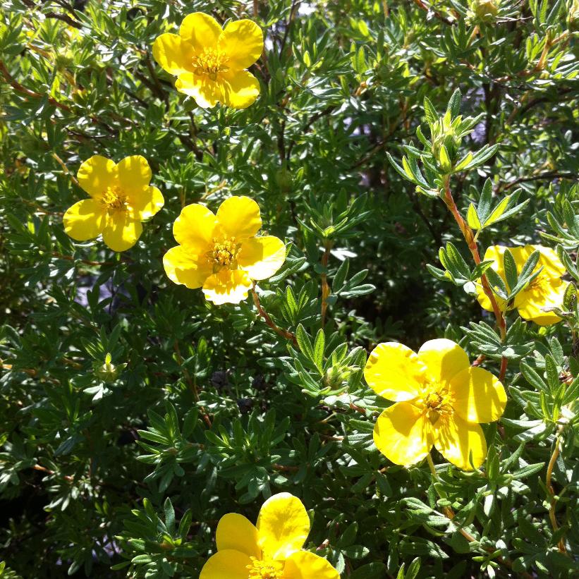 Potentilla fruticosa Goldfinger Cinquefoil Image Credit: NVK Nurseries