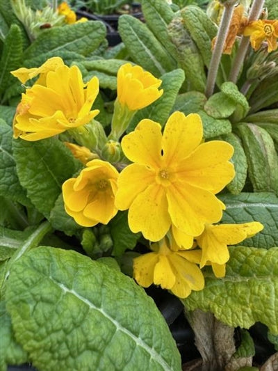 Primula Crescendo Golden Primrose Image Credit: Millgrove Perennials