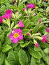 Primula Crescendo Pink Shades Primrose Image Credit: Millgrove Perennials