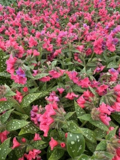 Pulmonaria Shrimps on the Barbie Lungwort Image Credit: Millgrove Perennials
