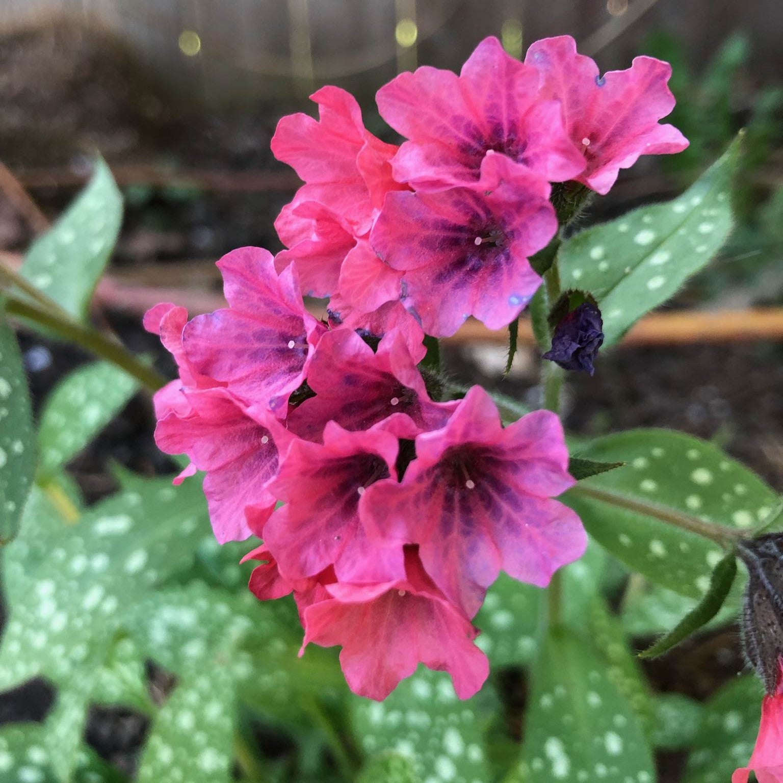 Pulmonaria Raspberry Splash Lungwort Image Credit : Marg Hamilton