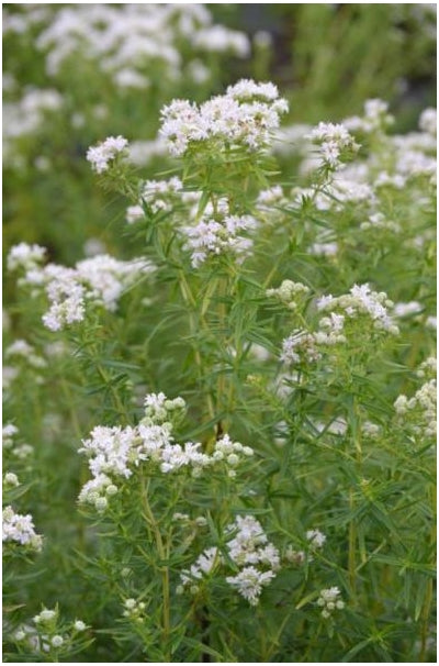 Pycnanthemum virginianum Mountain Mint image credit: Prairie Moon Nursery