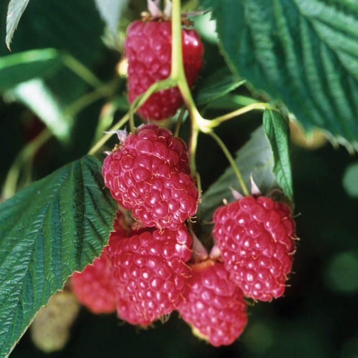 Raspberry Nova Image Credit: NVK Nurseries