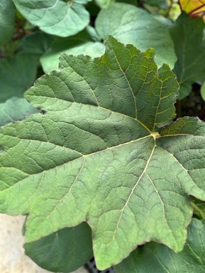 Rheum palmatum Tanguticum Chinese Rhubarb Image Credit: Millgrove Perennials