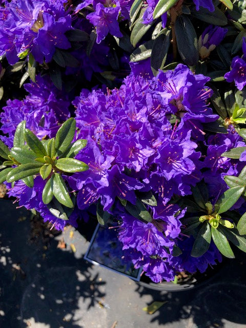 Rhododendron Blue Baron