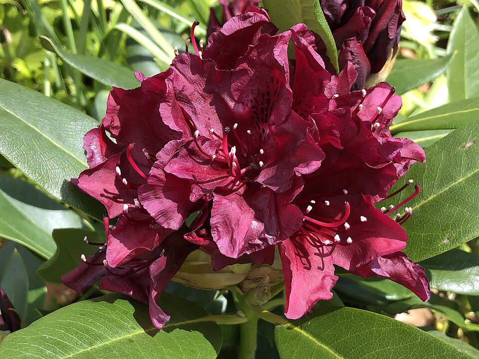 Rhododendron Dark Lord  Image Credit:Famartin, CC BY-SA 4.0 <https://creativecommons.org/licenses/by-sa/4.0>, via Wikimedia Commons
