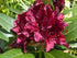 Rhododendron Dark Lord  Image Credit:Famartin, CC BY-SA 4.0 <https://creativecommons.org/licenses/by-sa/4.0>, via Wikimedia Commons
