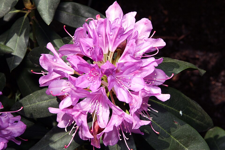 Rhododendron English Roseum  Image Credit:Photo by David J. Stang, CC BY-SA 4.0 <https://creativecommons.org/licenses/by-sa/4.0>, via Wikimedia Commons
