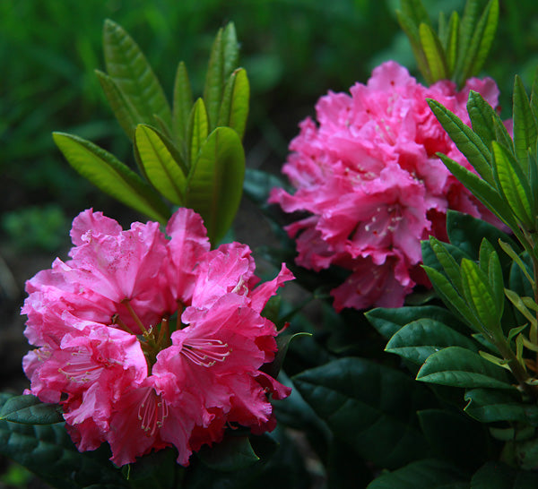 Rhododendron Haaga  Image Credit:Dmitriy Konstantinov, CC BY-SA 3.0 <https://creativecommons.org/licenses/by-sa/3.0>, via Wikimedia Commons
