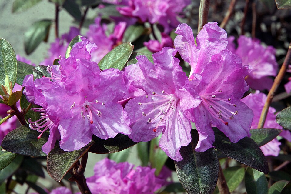 Rhododendron PJM Elite  Image Credit:Photo by David J. Stang, CC BY-SA 4.0 <https://creativecommons.org/licenses/by-sa/4.0>, via Wikimedia Commons
