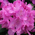 Rhododendron Roseum Elegans Image Credit: NVK Nurseries