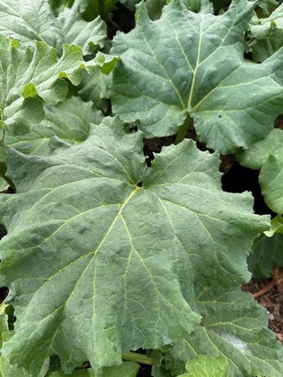 Rhubarb rhabarbarum Victoria Rhubarb 2 Image Credit: Millgrove Perennials