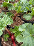Rhubarb rhabarbarum Victoria Rhubarb Image Credit: Millgrove Perennials