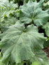 Rhubarb rhabarbarum Victoria Rhubarb 2 Image Credit: Millgrove Perennials