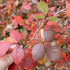 RHus aromatica Fragrant Sumac Image Credit: Bruce Marlin, CC BY-SA 3.0 <https://creativecommons.org/licenses/by-sa/3.0>, via Wikimedia Commons