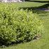 Rhus aromatica Gro Low Fragrant Sumac Image Credit:NVK Nurseries
