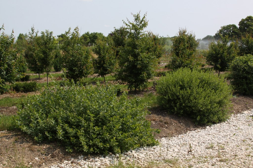 Rhus aromatica Lacette Fragrant Sumac Image Credit:Plants Nouveau
