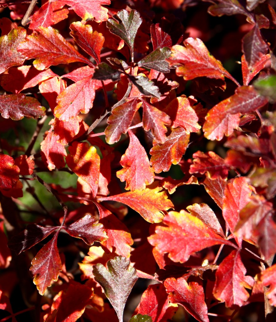 Rhus aromatica Lacette Fragrant Sumac Fall Colour Image Credit:Plants Nouveau
