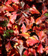Rhus aromatica Lacette Fragrant Sumac Fall Colour Image Credit:Plants Nouveau
