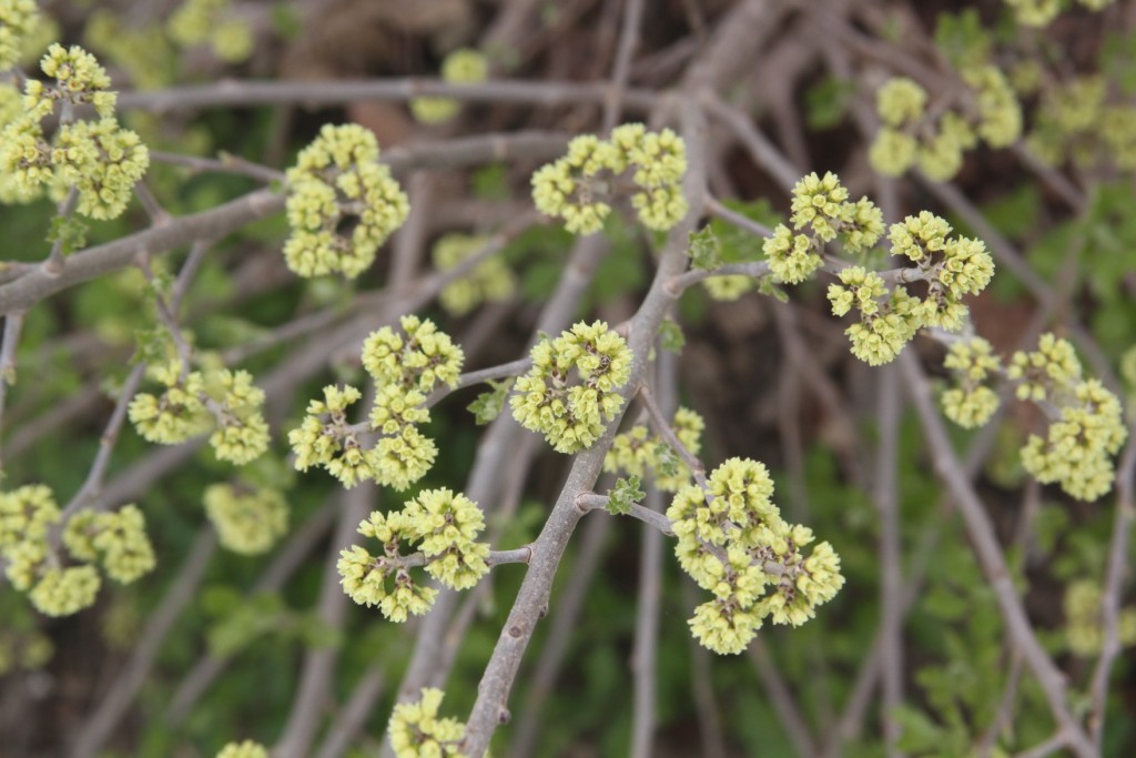 Rhus aromatica Lacette Fragrant Sumac Flower Image Credit:Plants Nouveau
