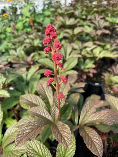 Rodgersia Bronze Peacock Rodgers Flower 2 Image Credit: Millgrove Perennials