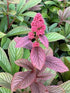 Rodgersia Bronze Peacock Rodgers Flower Image Credit: Millgrove Perennials