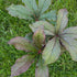 Rodgersia pinnata Bronze Peacock Rodgers Flower Image Credit: Chaz Morenz 20240821