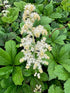 Rodgersia aesculifolia Rodgers Flower Image Credit: Millgrove Perennials