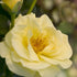 Rosa Easy Elegance High Voltage Image Credit: NVK Nurseries