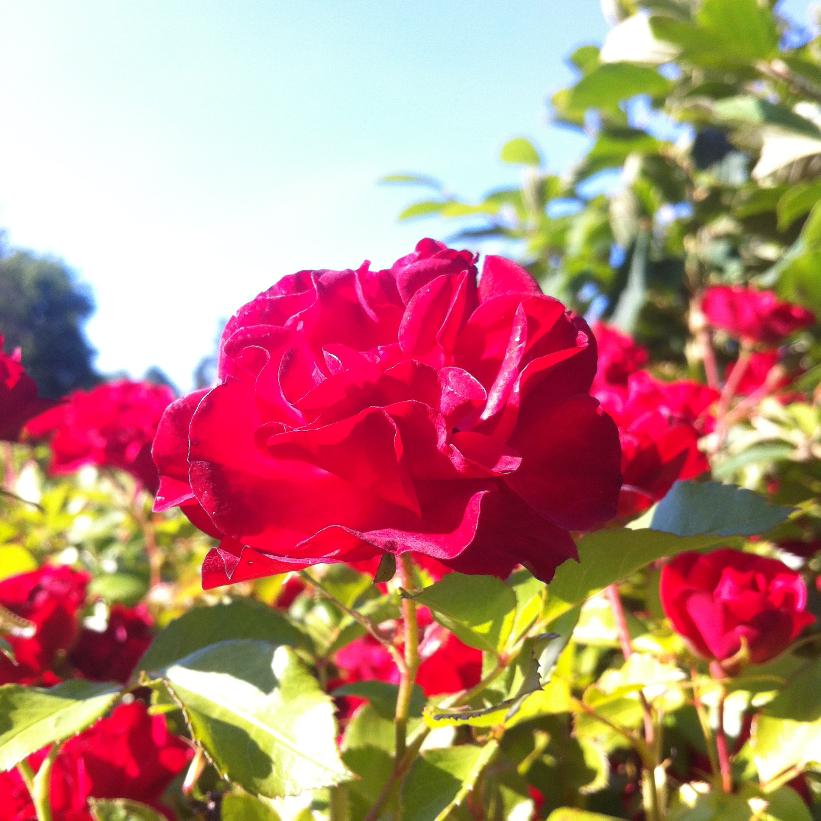 Rosa Easy Elegance Mystic Fairy Image Credit: NVK Nurseries