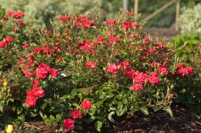 Rosa Easy Elegance Mystic Fairy Image Credit: NVK Nurseries