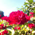 Rosa Easy Elegance Mystic Fairy Image Credit: NVK Nurseries