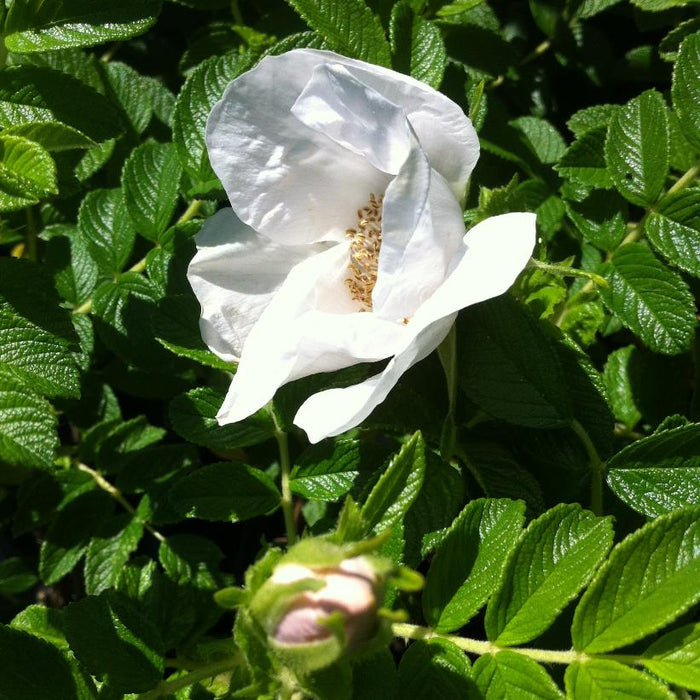 Rosa rugosa Alba (White)  Rose