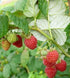 Rubus ideaus var Strigusus Wild Red Raspberry Image Credit: NVK Nurseries