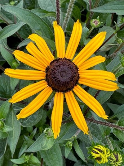 Rudbeckia Goldblitz Black-eyed Susan Image Credit: Millgrove Perennials